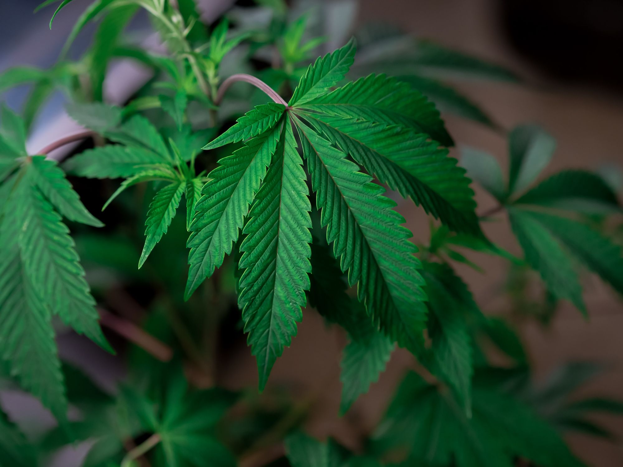 Growing Organic Cannabis With DC Scroger