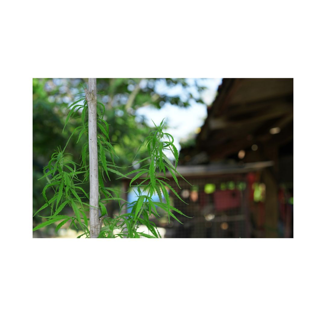 Growing Cannabis at Home in New York State: A Comprehensive Guide